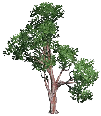 tree1