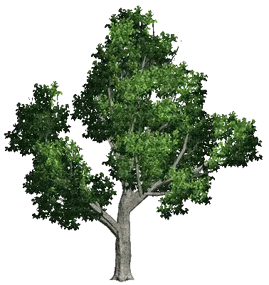 tree2